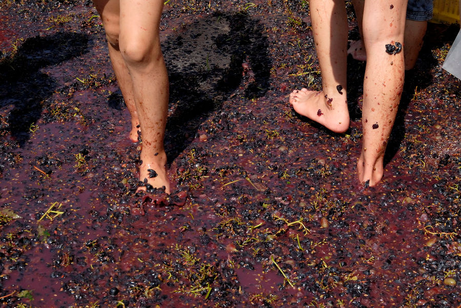 Grape Harvest at Wisdom of Nature, Organic Grape Products
