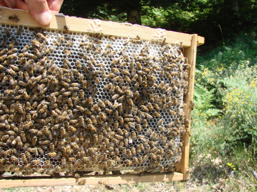 Honey Harvesting at The Bear’s Honey