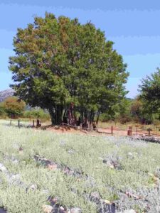tofillo-omalos-farm-04 (1).jpg