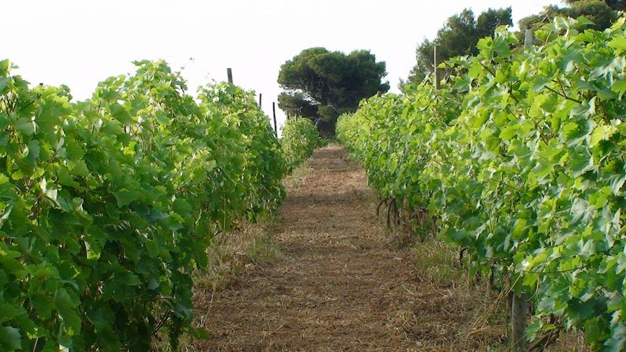 Georgas Family - Gastronomy Tours two rows of vines at vineyards in the background of blue sky and trees- Gastronomy Tours.JPG