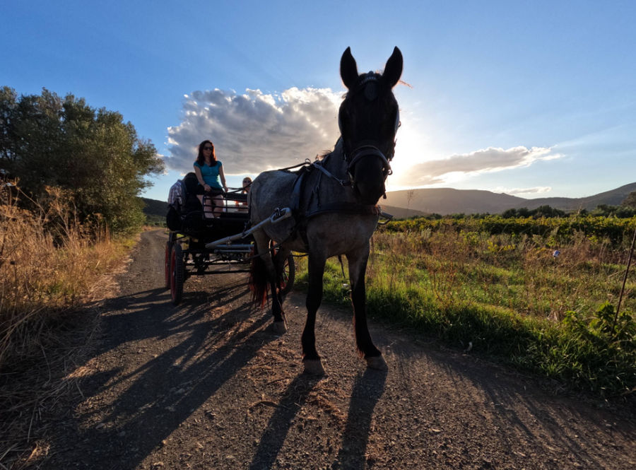 Horse-Drawn Carriage Experience at Liotrivi Estate (Includes Meal)