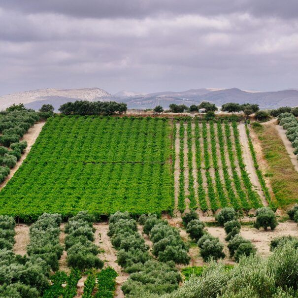 Heraklion Countryside Escape: Private Olive Oil & Wine Experience in Crete - Gastronomy Tours Heraklion Countryside Escape: Private Olive Oil & Wine Experience in Crete