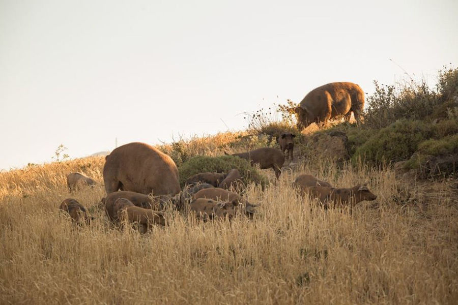 Vavourakis Farm - Gastronomy Tours Vavourakis Farm
