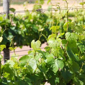 vineyard-1219175-scaled-1.jpg
