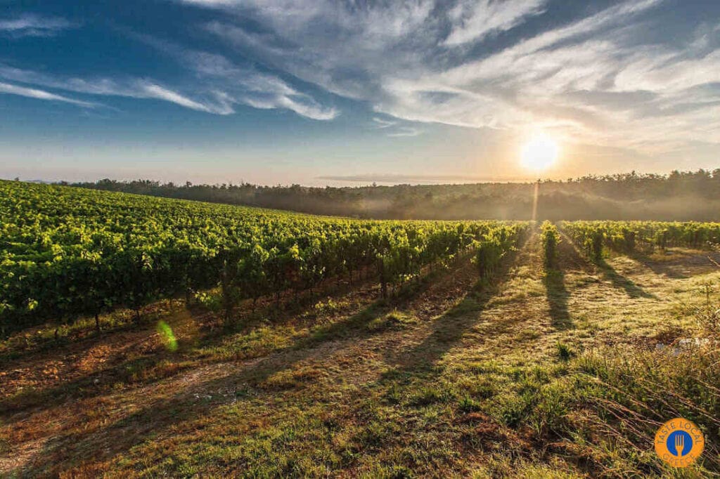 World Wine Tourism Day at Papagiannakos Winery - Gastronomy Tours World wine tourism day